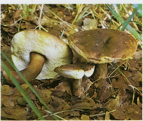 Каштановый гриб Gyroporus castaneus