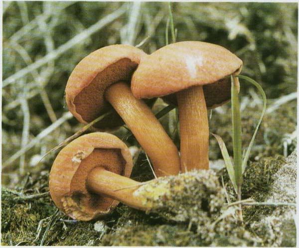 Перечный гриб Chalciporus piperatus (Suillus piperatus)