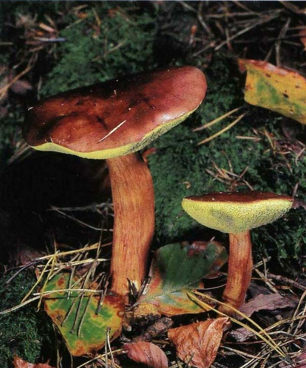 Польский гриб Xerocomus badius