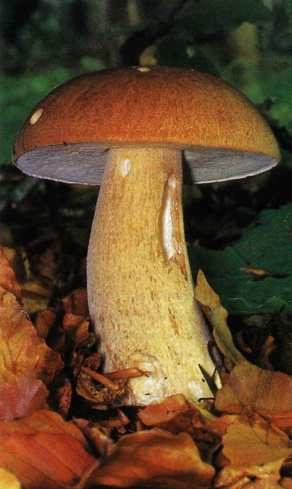 Белый гриб, форма сетчатая Boletus reticulatus (Boletus aestivalis)