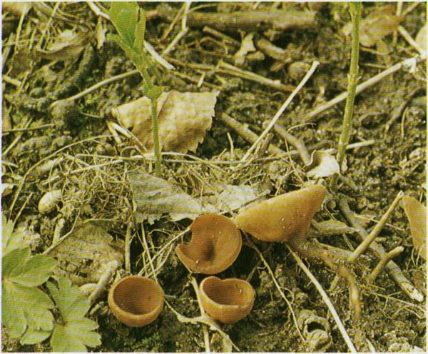 клубневая Dumontiona tuberosaСклеротиния  (Sclerotinia tuberosa