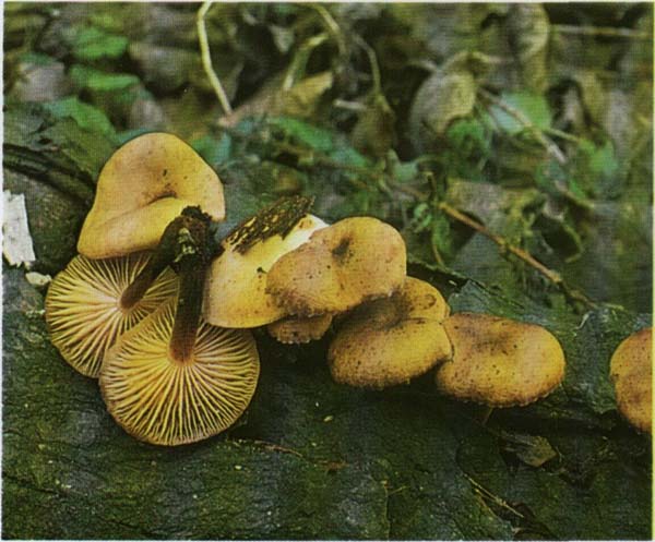 Опенок зимний, зимний гриб Flammulina velutipes