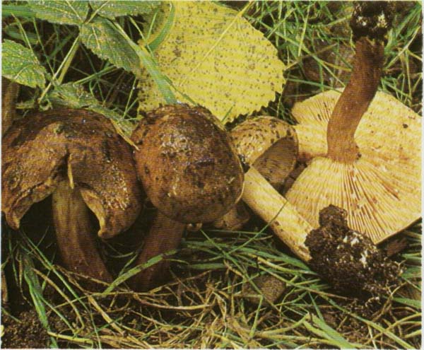 Рядовка тополевая Tricholoma populinum