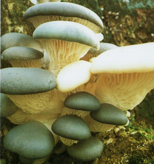 Вешанка обыкновенная, устричный гриб Pleurotus ostreatus