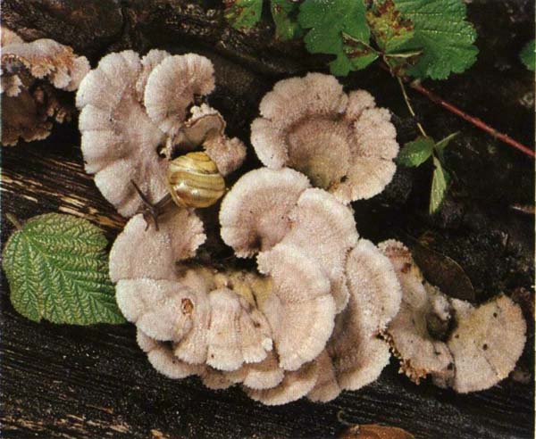 Схизофиллум обыкновенный Schizophyllum commune