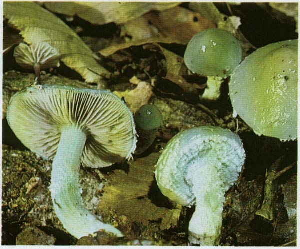 Строфария сине-зеленая Stropharia aeruginosa