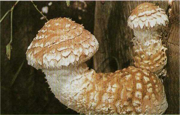 Чешуйчатка разрушающая Pholiota populnea (Pholiota destruens)