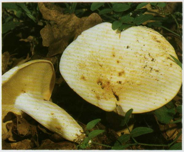 Груздь перечный Lactarius piperatus