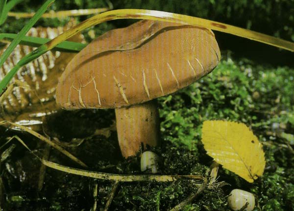 Подмолочник, груздь красно-коричневый Lactarius volemus