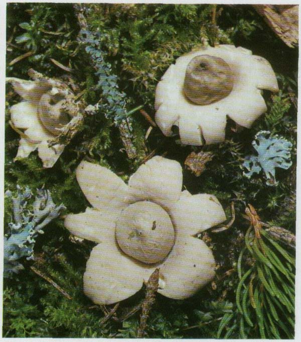 Звездовик бахромчатый Geastrum sessile (Geastrum fimbriatum)