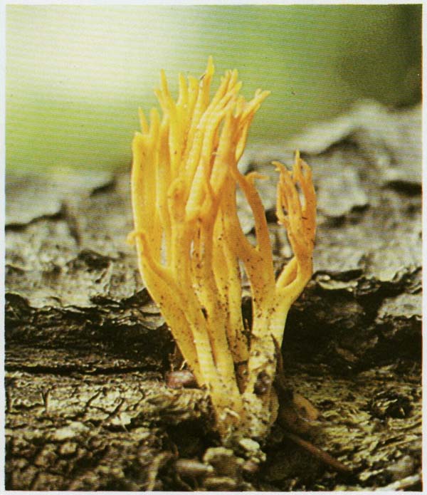 Калоцера клейкая Calocera viscosa