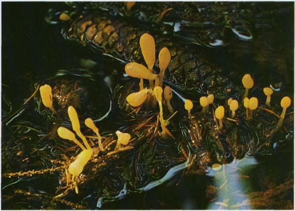 Митруля болотная Mitrula paludosa