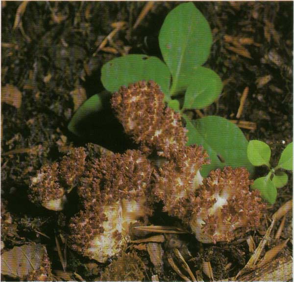 Рогатик гроздевидный Ramaria botrytis