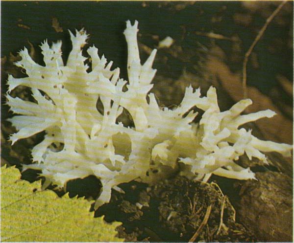 Рогатик гребенчатый, клавулина гребенчатая Clavulina cristata