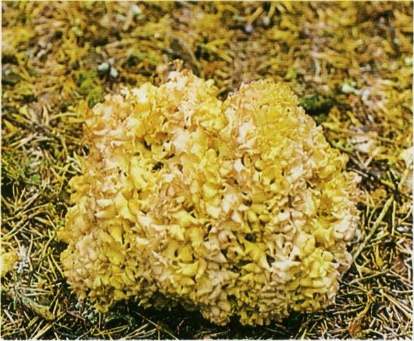 Спарассис курчавый, грибная капуста Sparassis crispa
